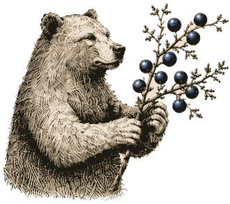 The Forager bear gathering for Spring Forager Gin