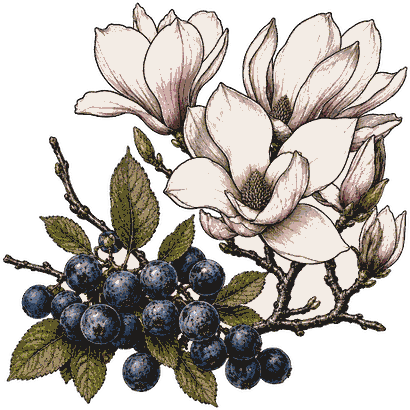 Spring Forager Gin botanicals, engraved illustration