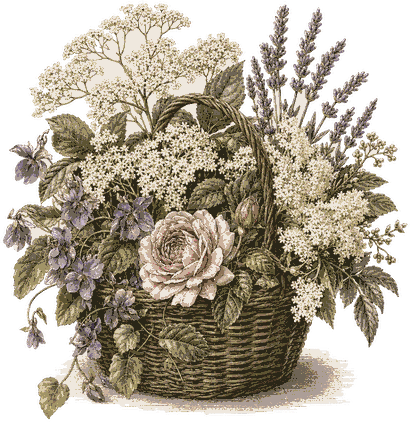 Summer Forager Gin botanicals, engraved illustration