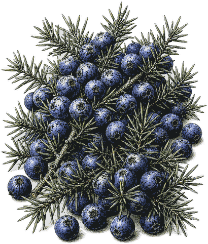 Winter Forager Gin botanicals, engraved illustration