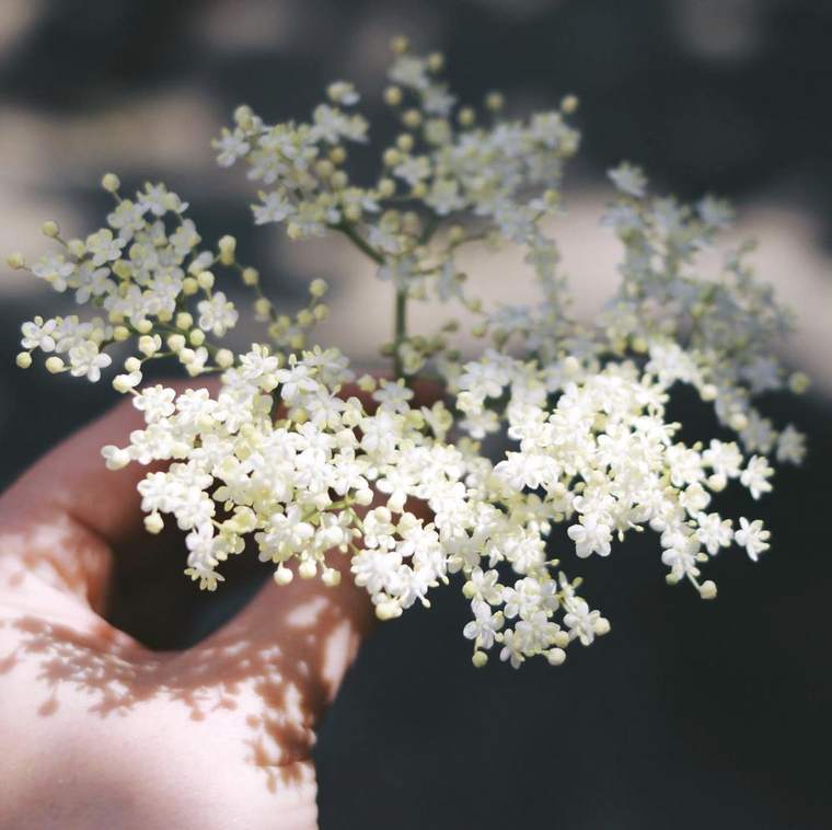 A handful of freshly gathered elderflower