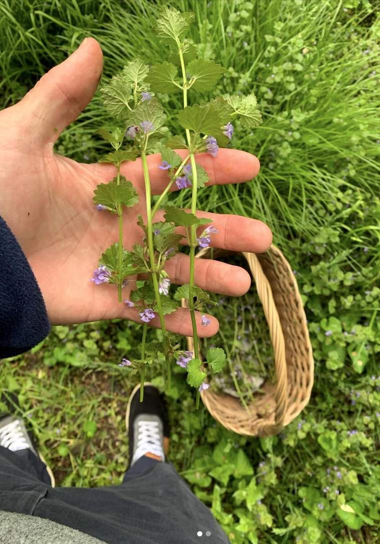 Ground ivy in flower, gathered into a basket