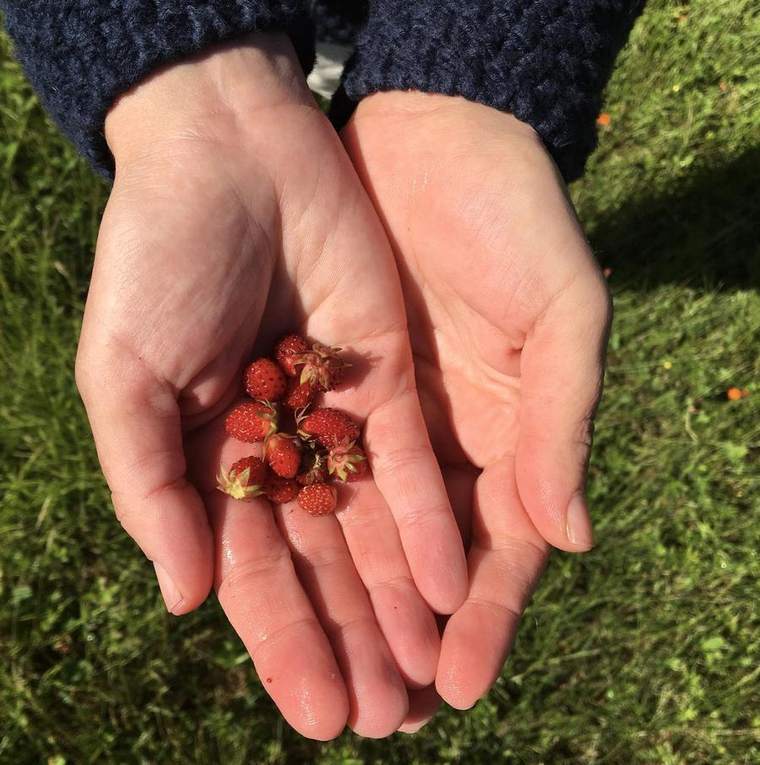 Wild strawberries gathered by hand
